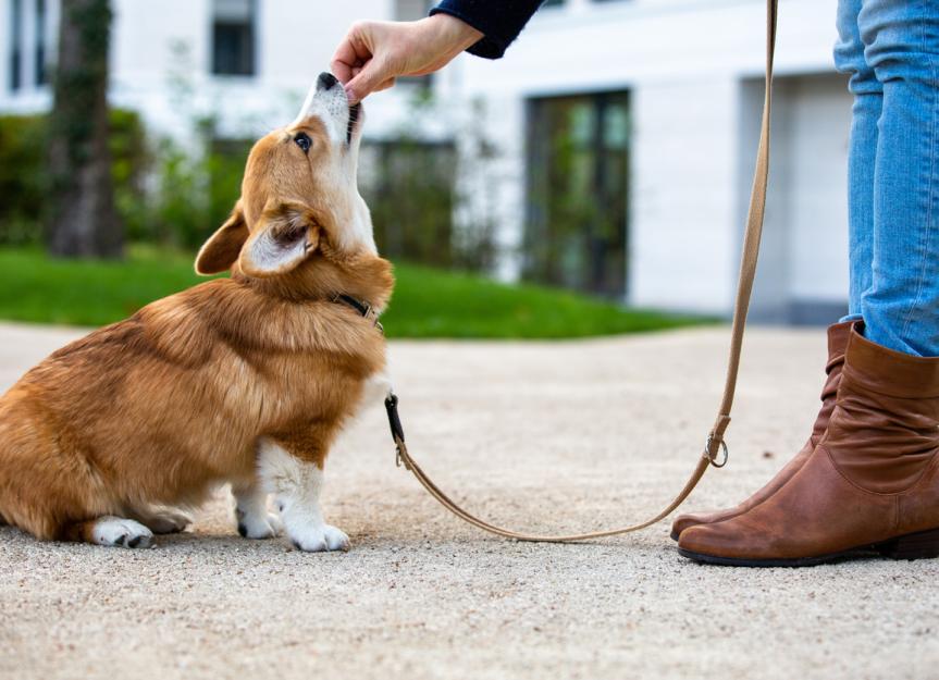 Illustration of Flea And Tick Flea Prevention For Puppies