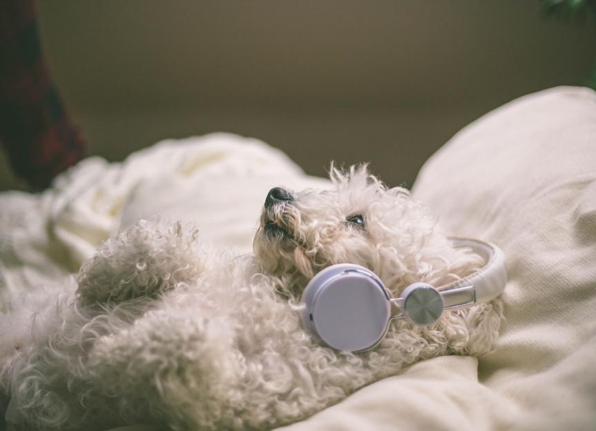 Does Music Soothe Dog Anxiety? | PetMD