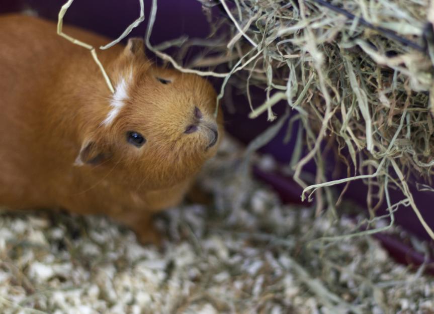 What Can Guinea Pigs Eat? PetMD