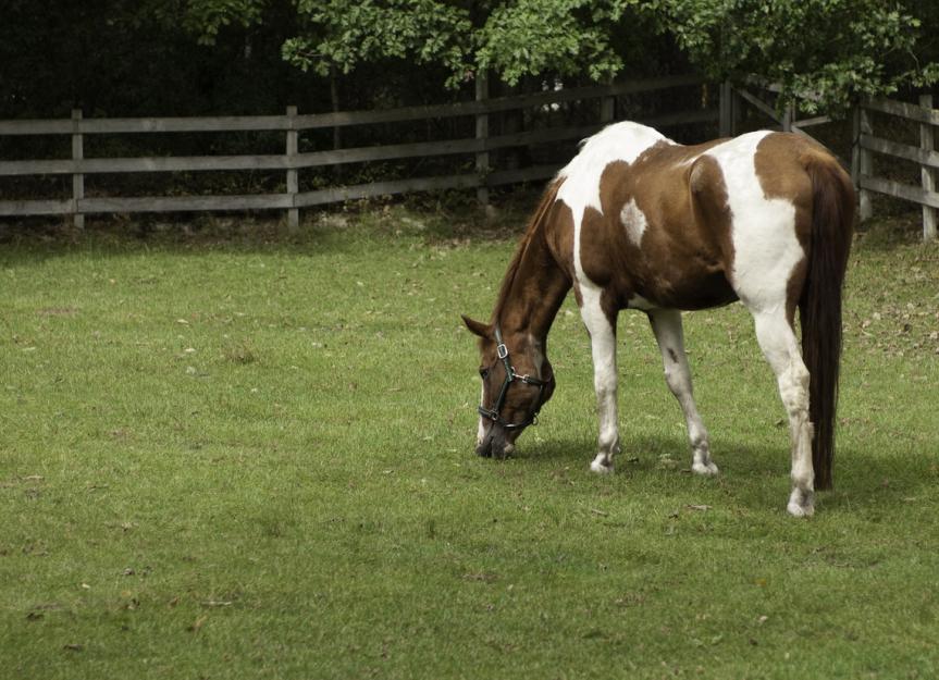 Cushing’s Disease in Horses PetMD