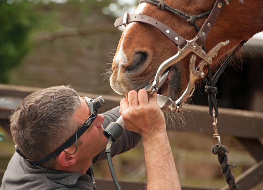 Horse Teeth What You Need to Know PetMD