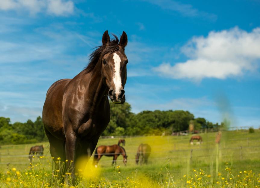 heaves-in-horses-petmd