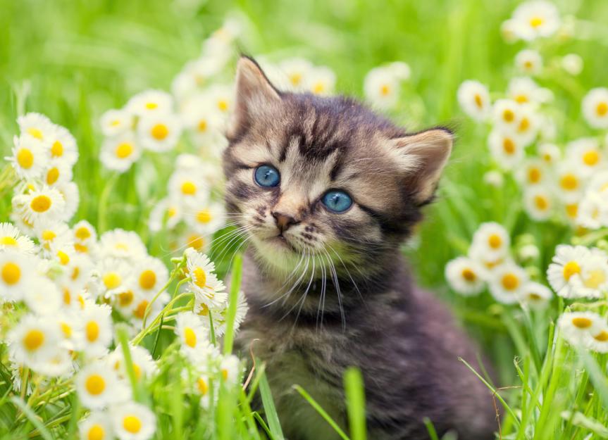 Kitten Pet Insurance