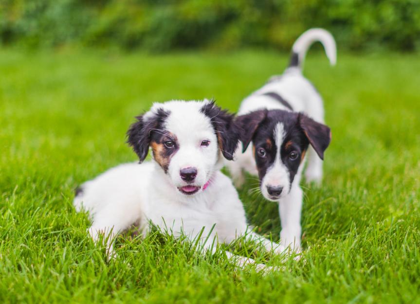 What Is A Wellness Plan For Dogs