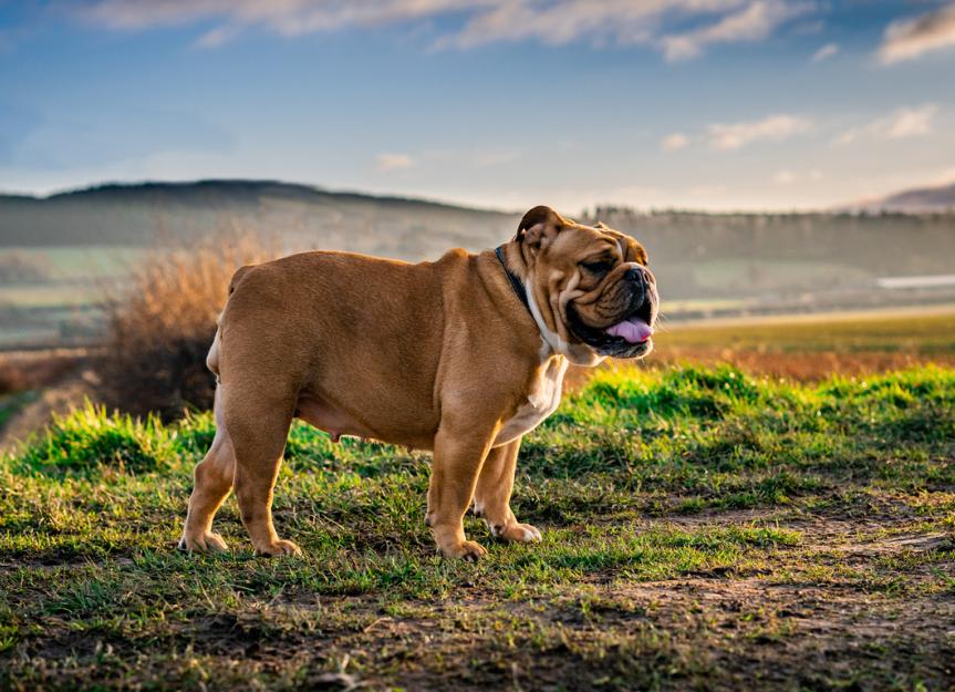 https://image.petmd.com/files/styles/863x625/public/2022-06/Bulldog-dog-breed_1.jpg