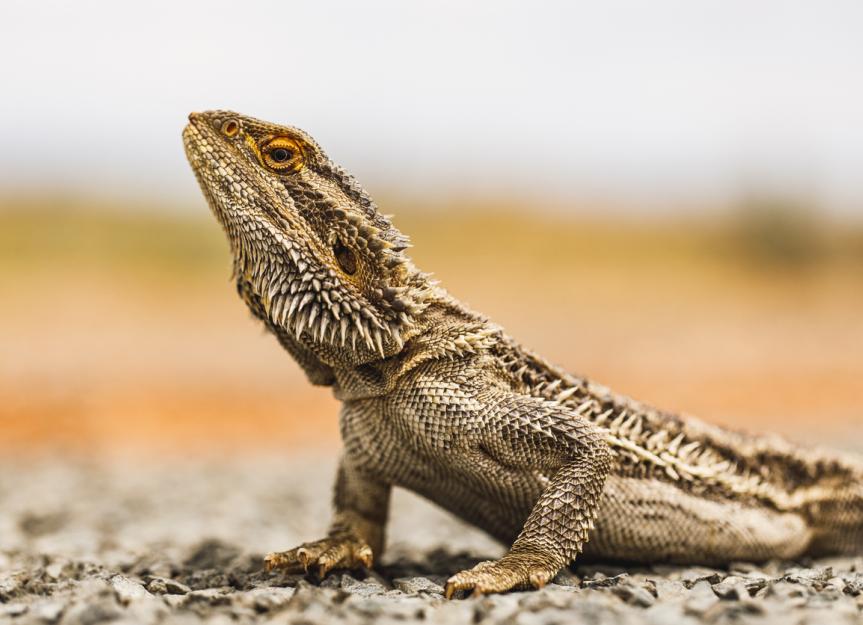 Here's How To Care For Your Beloved Bearded Dragon – The Critter Depot