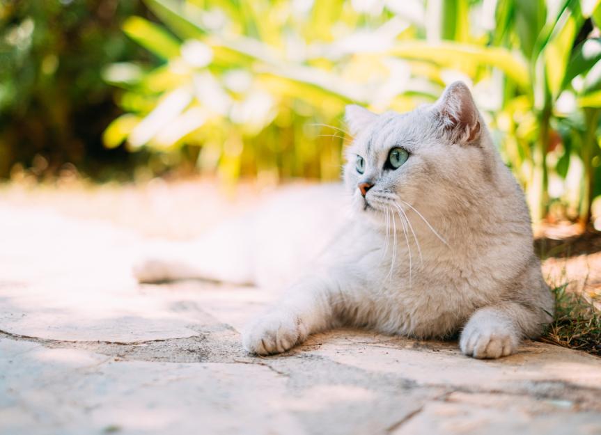 Anaplasmosis in Cats