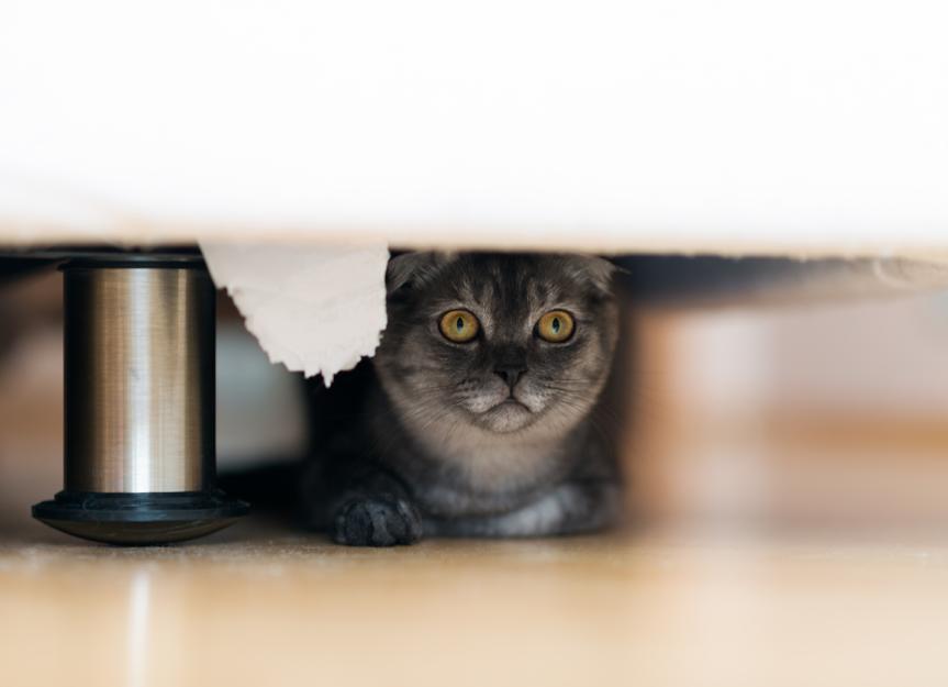 Why Are Cats Afraid of Thunderstorms? | PetMD