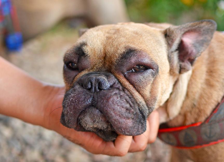 Why Does My Dog Have a Swollen Face? - PetMD