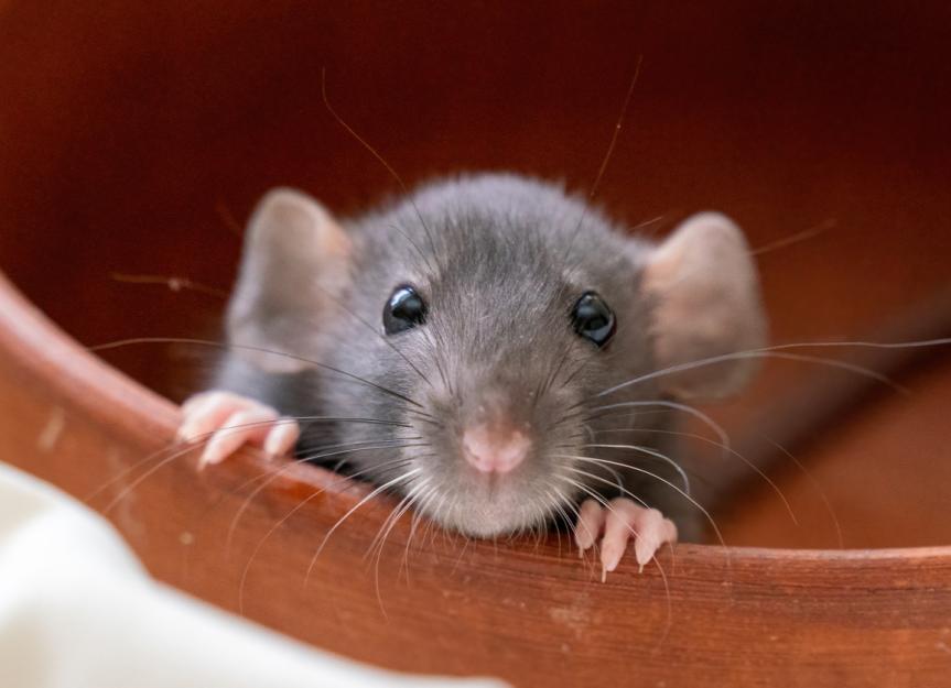老鼠能活多久?