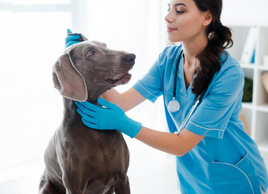 Vestibular Disease in Dogs PetMD
