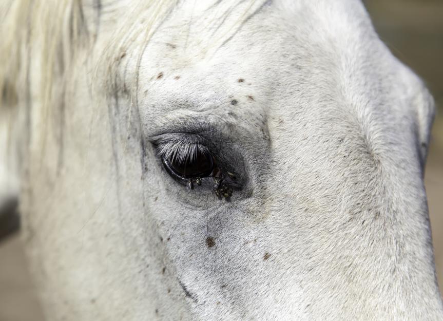 Skin Problems in Horses PetMD