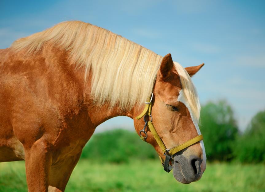 Do Horses Sleep Standing Up? PetMD