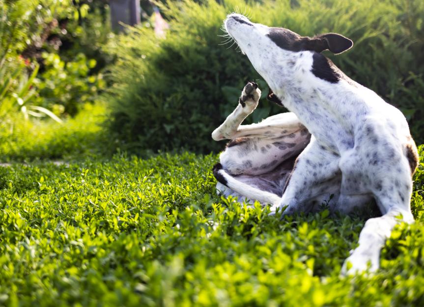 发痒的狗:原因和治疗| PetMD