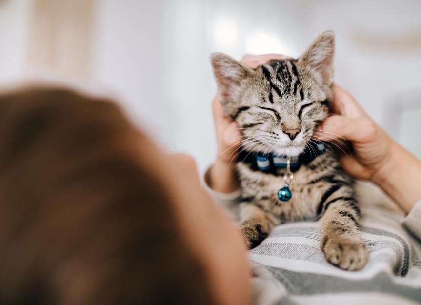 Thumbnail for Flea And Tick Prevention For Kittens With Flea Dirt