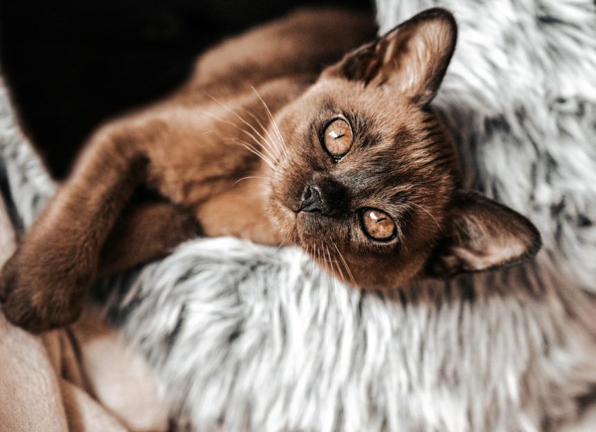 Can Cats Eat Chocolate? PetMD
