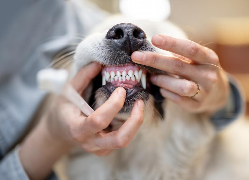 Dog broken outlet tooth treatment cost