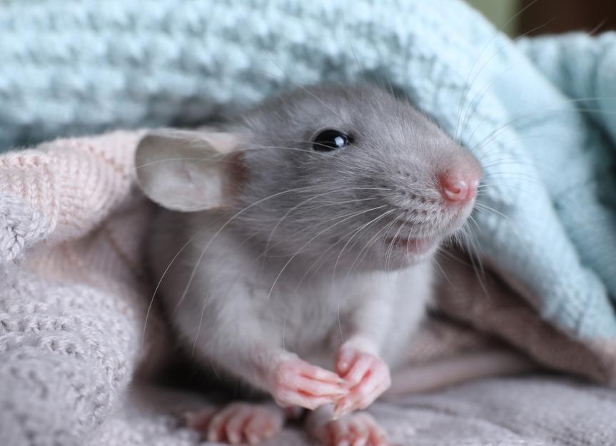 How To Care for Your Pet Rat | PetMD