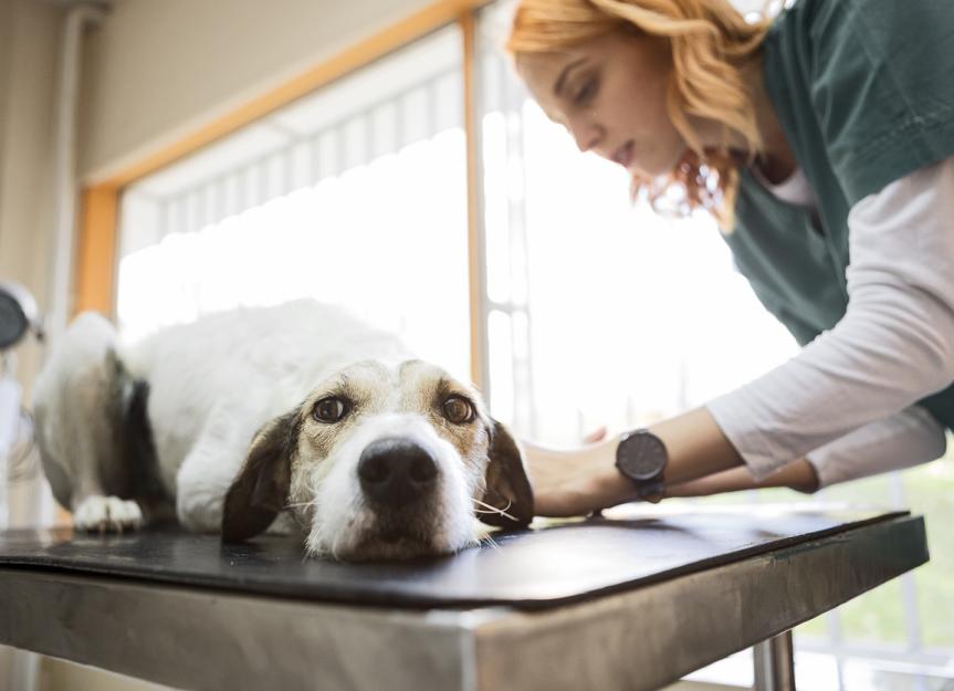 Adrenal Gland Tumors in Dogs PetMD