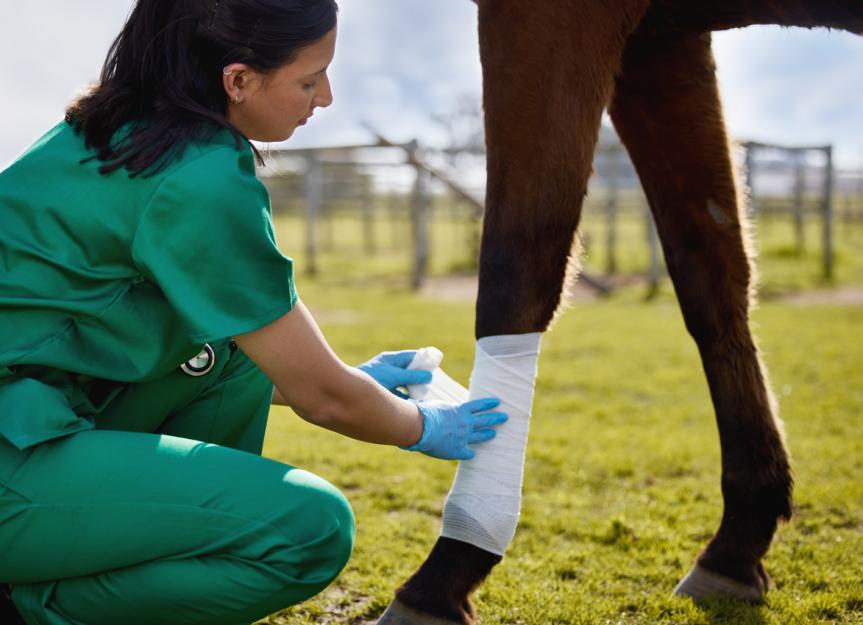 Management of equine wounds Part 2 - more serious wound repair - Darling  Downs Vets