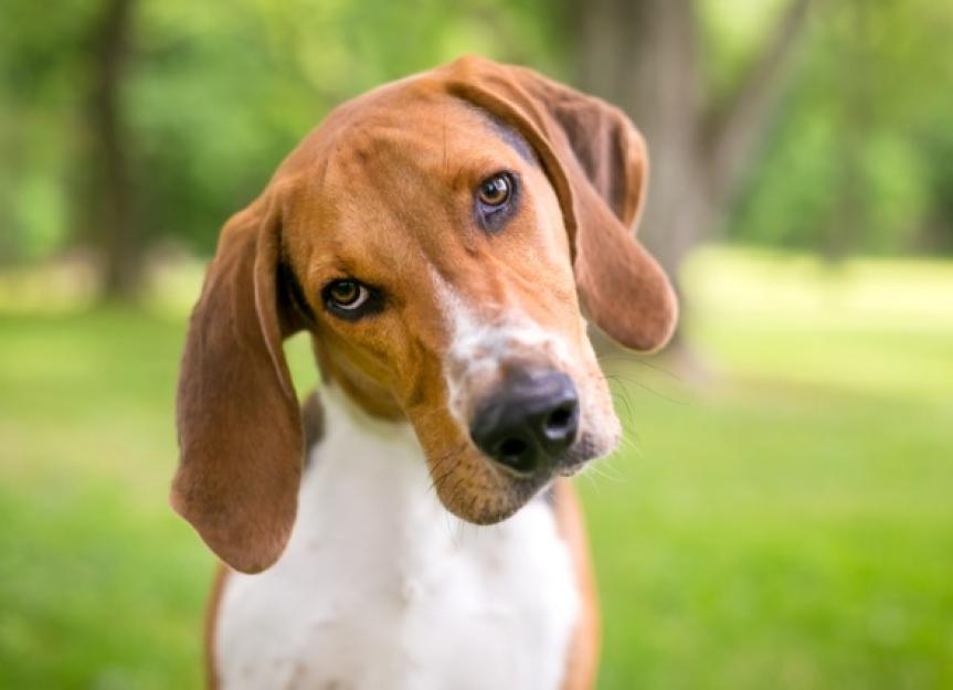 https://image.petmd.com/files/styles/863x625/public/2022-07/an-american-foxhound-dog-with-a-head-tilt-picture-id1307988330.jpg