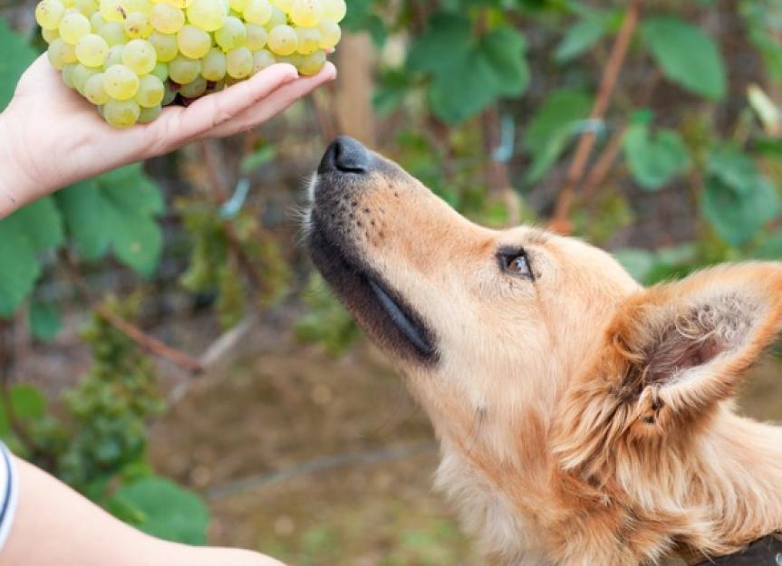 Can Dogs Eat Muscadine Grapes 