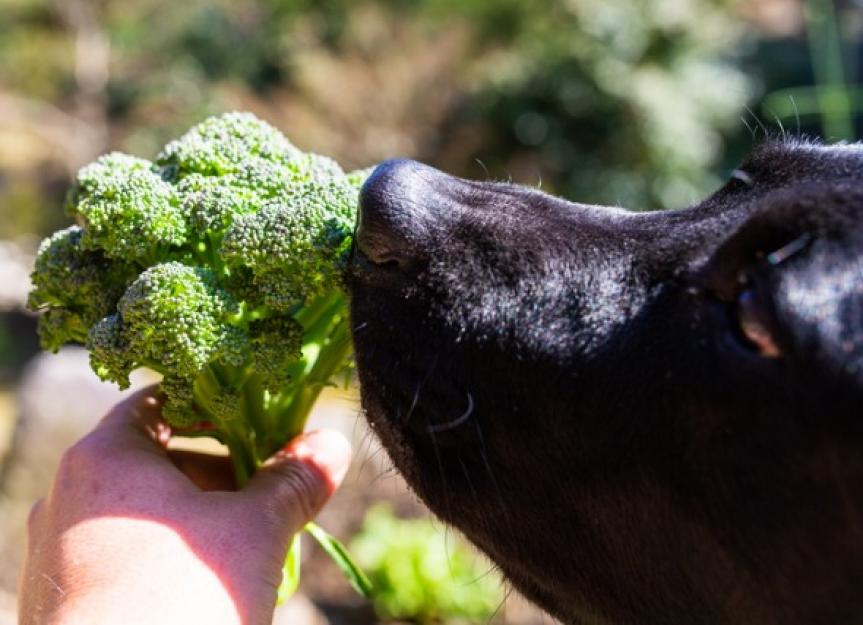 Can Dogs Eat Broccoli? PetMD