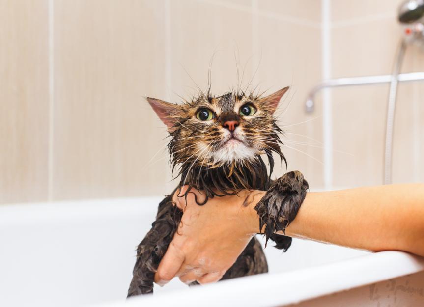 How to Soothe Flea Bites on Cats PetMD