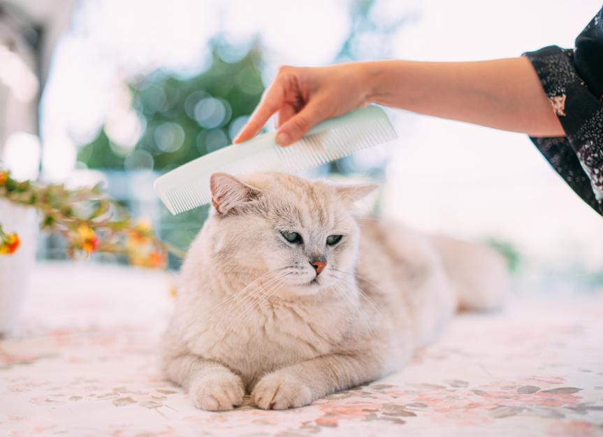 如何在猫身上使用跳蚤梳