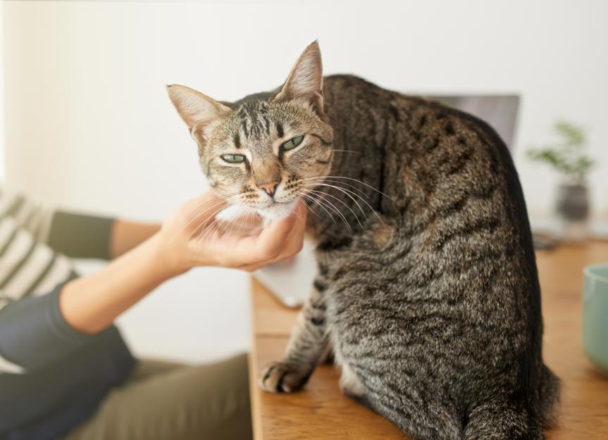 6 Things To Know About Flea Dips for Cats