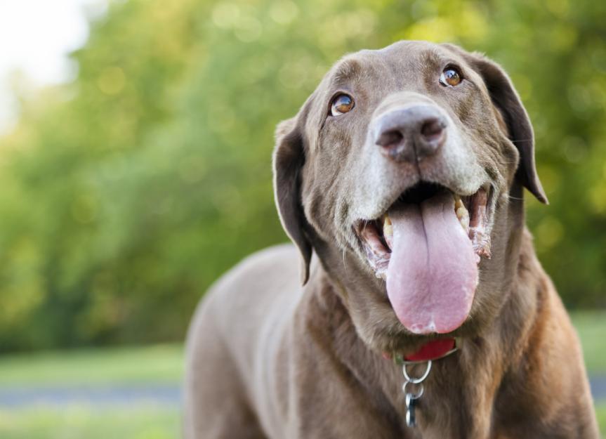 Hyperthermia in Dogs | PetMD