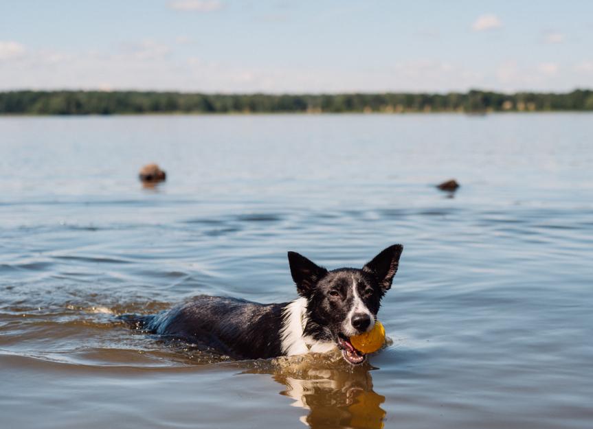 is drowning painful for a dog