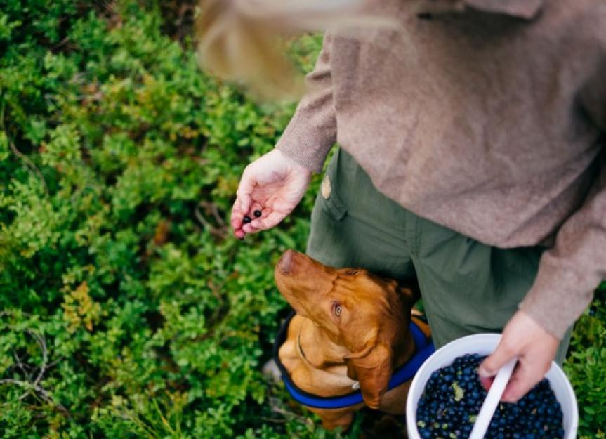 Can Dogs Eat Blueberries? | PetMD