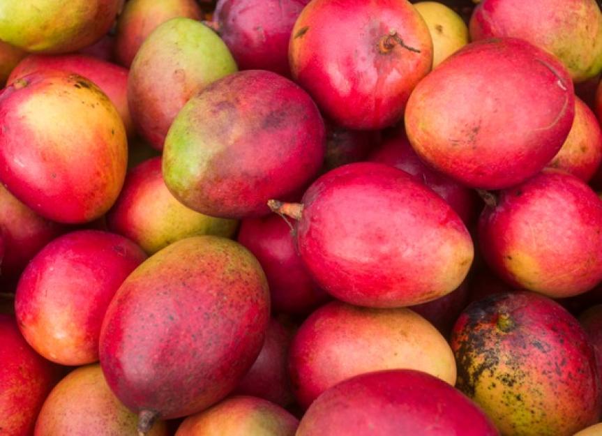 are mangoes safe for dogs to eat