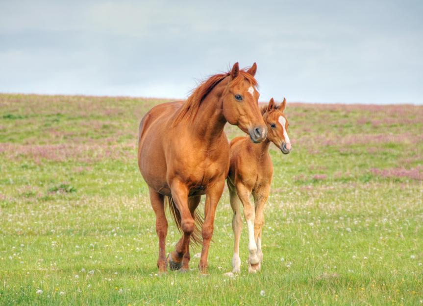 How Long Do Horses Live?