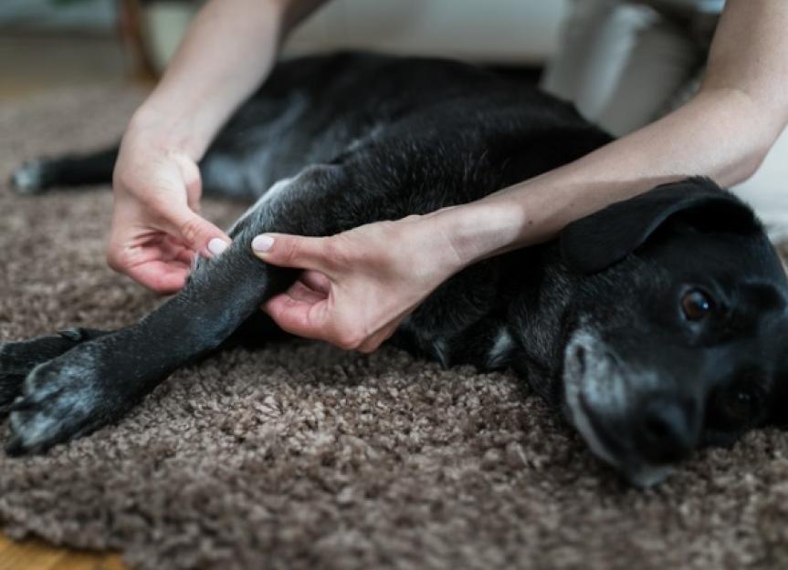 Natural Pain Relief for Dogs PetMD
