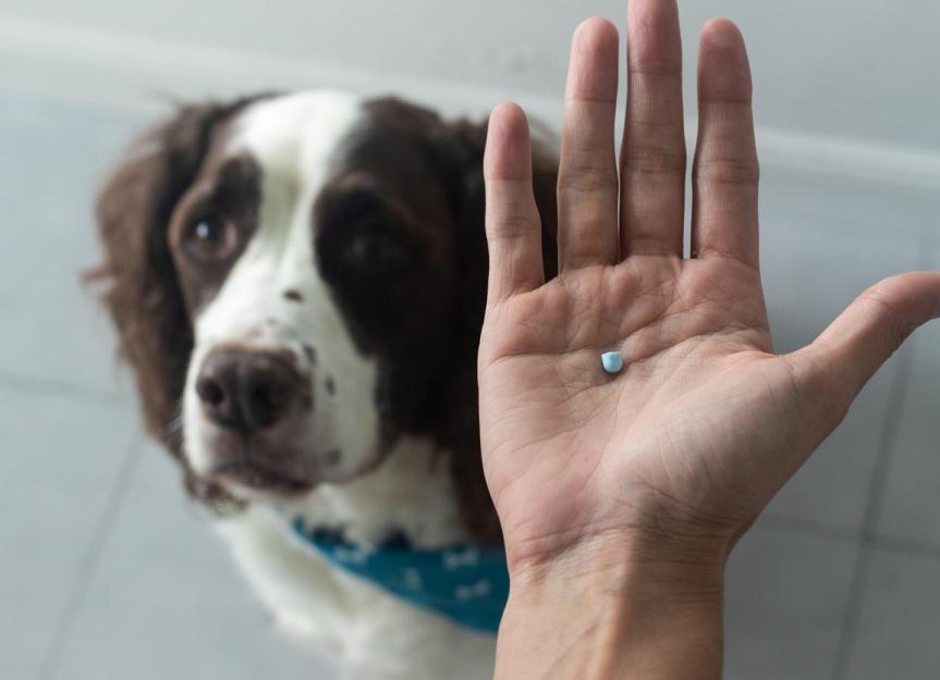 NSAIDs for Dogs PetMD