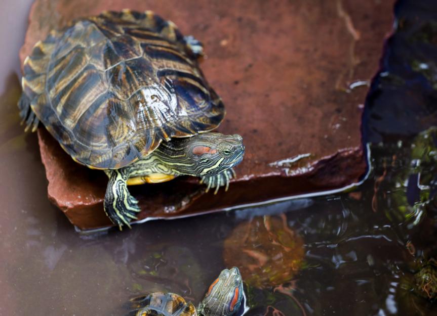 How to Take Care of Pet Aquatic Turtles