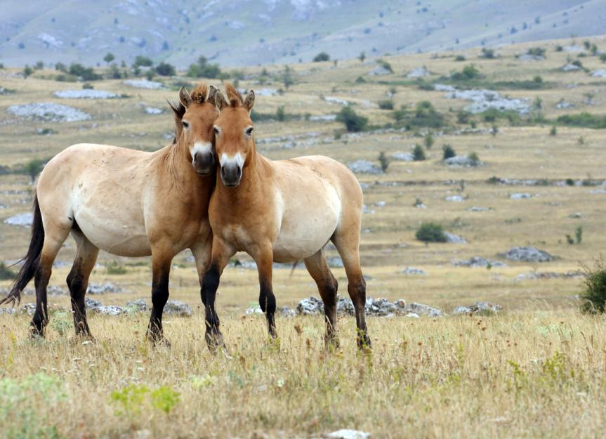 Are There Still Wild Horses?