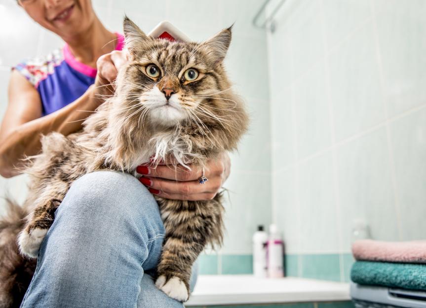 How to Get Rid of Fleas on Cats PetMD