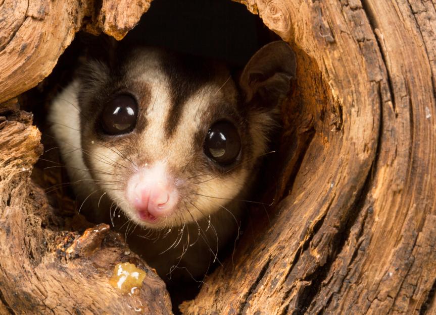 All About Sugar Gliders | PetMD