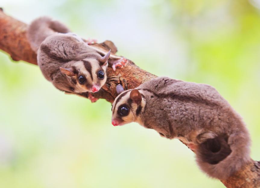How Long Do Sugar Gliders Live?
