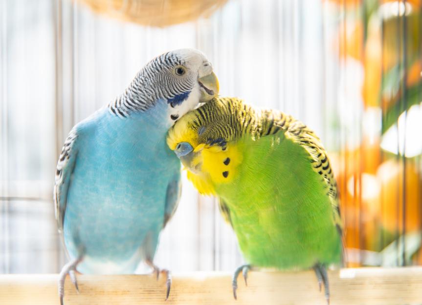 How Long Do Parakeets Live?