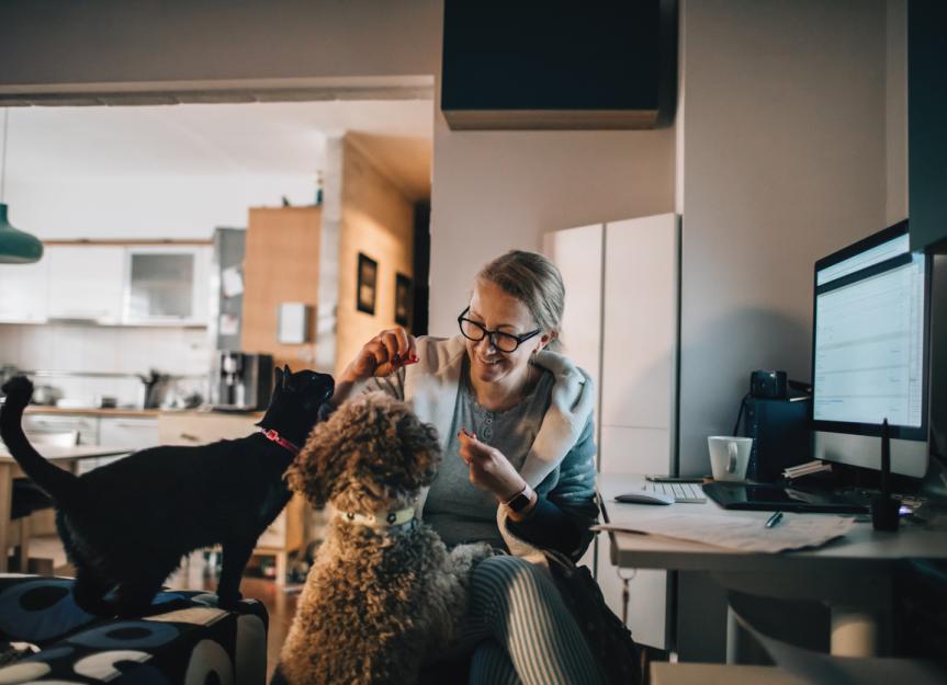 How Do Common Tick Medications Work on Pets? PetMD