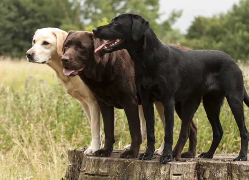 Labrador Retriever