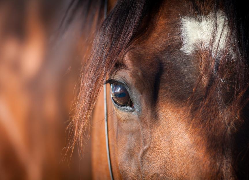 Uveitis in Horses PetMD