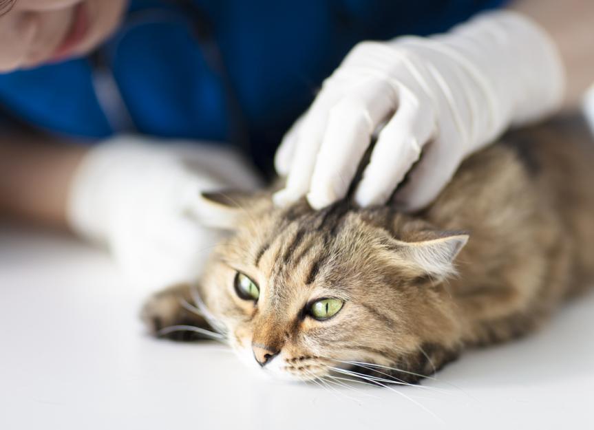 Blood in Cat Stool PetMD