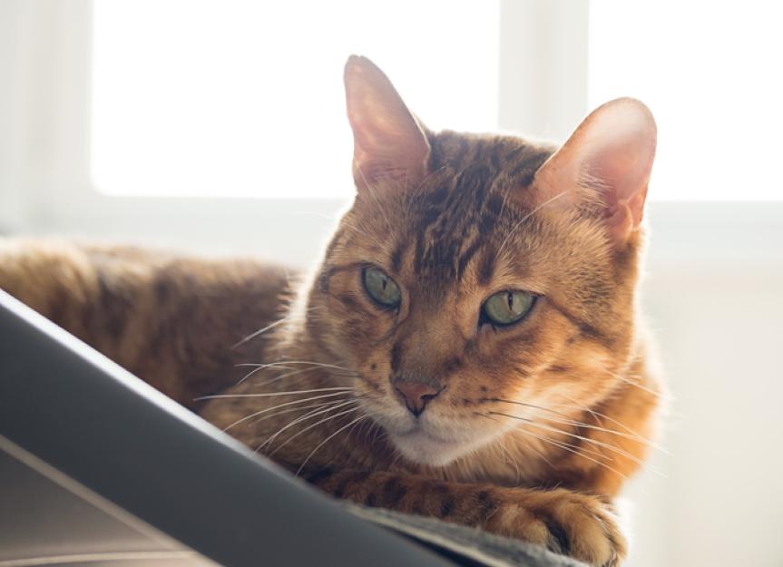 Cat Vomiting Blood? PetMD