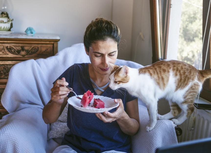 猫能吃西瓜吗?