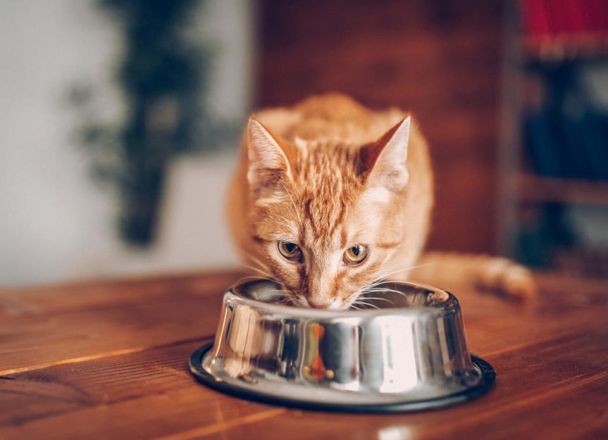 food-allergies-in-cats-kingston-myths-and-facts-es-veterinary